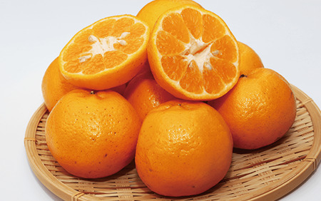 2025年12月中旬～発送 開聞岳の麓で育てたぽんかん 約5kg 迫田果樹園 A-293 鹿児島県 ぽんかん ポンカン みかん フルーツ 柑橘 旬 果物 いぶすき 指宿 開聞 完熟 果実 春 露地栽培