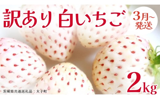 訳あり 白いちご 2kg【2027年3月発送開始】(茨城県共通返礼品：大子町) 苺 果物 フルーツ 果実 ご家庭用 	