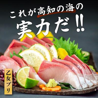 ふるさと納税 須崎市 【本場須崎のブランド】 乙女 ブリ 丸ごと1本 約3kg (半身皮つき、半身皮なし、アラ入り) |  | 01