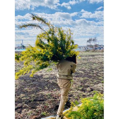 ふるさと納税 ひたちなか市 (3月発送)ミモザのバスケットアレンジ【限定品】おしゃれなお花をインテリア・壁飾り・プレゼント に! |  | 01