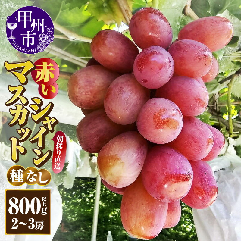 【ふるさと納税】 赤いシャインマスカット 種無し 800g以上 2～3房 果物 フルーツ ぶどう 葡萄 希少 新品種 甘い 朝採れ 産地直送 2025年発送 9月上旬 10月中旬 発送 期間限定 数量限定 少量限定 贈答 ギフト 社員マスカット 山梨県 甲州市 （AF） 【B13-450】