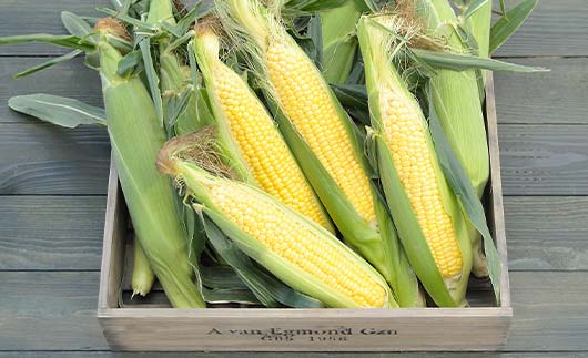 北海道産 とうもろこし令和8年発送 あまいんです6本 朝採れ 一番果 産地直送 数量限定 期間限定