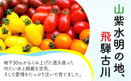 【先行予約】令和7年産《期間限定・数量限定》飛騨産 トマト ミニトマト カラフルキュートなミニトマトの詰め合わせたっぷり1.5kg！[Q216_25] syun106