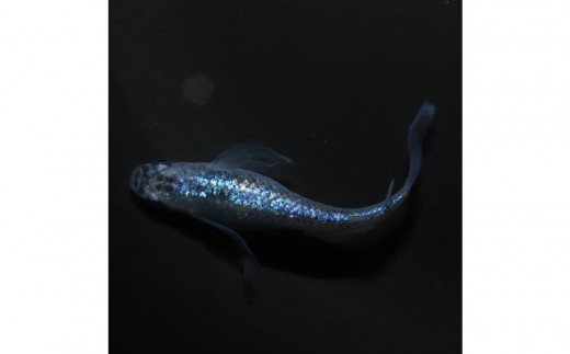 メダカ(松井ヒレ長サファイア)　1ペア メダカ屋えん 横浜市