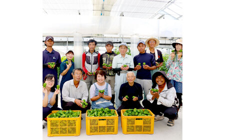 【先行予約】高知県産 植田ファームのこだわりピーマン 3kg〈2026年10月1日〜2027年6月下旬〉高知県 土佐市【株式会社植田ファーム】[BQAT003]