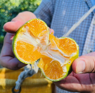 ［先行予約］有田育ちのご家庭用青切り有田みかん5kg ［2025年9月中旬より発送］［訳あり］［サイズ混合］［MS18］