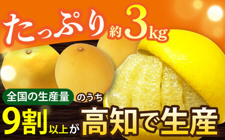 【先行予約】 南国高知温室 土佐文旦 約3kg 7玉〈2026年11月中旬～2027年2月中旬頃発送〉/ 文旦 ぶんたん 3kg 3キロ 温室 果物 フルーツ デザート 柑橘 南国 土佐 高知 名物 
