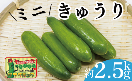 野菜 夏野菜 きゅうり  ミニきゅうり 2.5kg 小分け きゅうり きゅうり