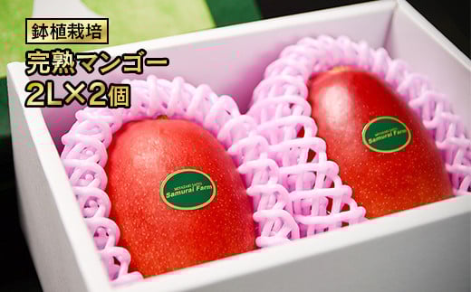 【先行予約】鉢植栽培 完熟マンゴー 2L×2個　宮崎県西都産 数量限定 サムライファーム＜24-1a＞