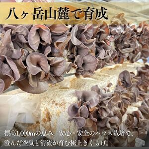 【2026年先行予約】 肉厚 ぷりぷりコリコリ 生きくらげ 500g きくらげ 八ヶ岳山麓育ち 国産 安心安全 農薬不使用 ハウス栽培 食物繊維 信州 送料無料 [7月中旬発送開始] 株式会社レインボ