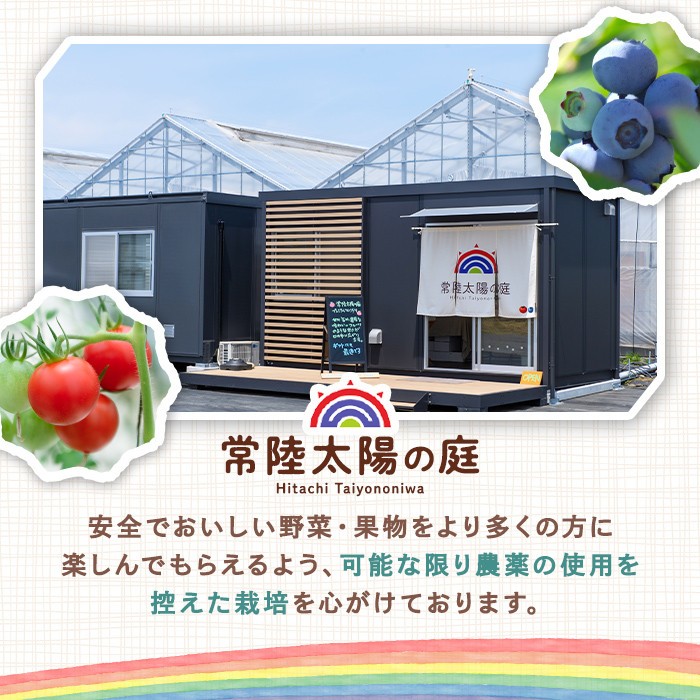 再エネと次世代農法が育んだ高糖度フルーツトマト約400g フルティカ 濃厚 野菜 甘い 茨城県 フルーツトマト おつまみ 中玉トマト トマト やさい 完熟 お弁当 贈り物 サラダ 産地直送 プレミアム