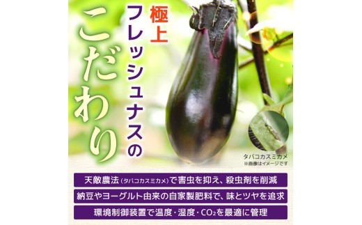 【先行受付】 6回定期便 「優秀賞受賞なす」 計9kg 約1.5kg×6回 採れたて 新鮮 旬 野菜 やさい 茄子 先行予約 期間限定 季節 料理 ご飯 ごはん 朝採れ 極上 フレッシュ 農産物 優秀