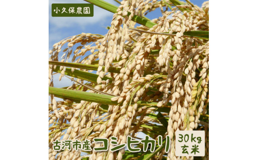 【令和7年産】古河市産　コシヒカリ30kg玄米【小久保農園】 | 米 こめ コメ 30キロ 玄米 こしひかり コシヒカリ 古河市産 茨城県産 贈答 贈り物 プレゼント 茨城県 古河市 直送 農家直送 