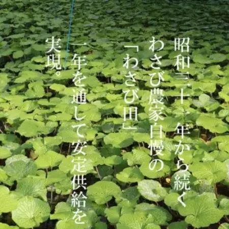 【生産者直送】宮守特産わさびのたっそべ漬け(粕漬)3個セット【配送不可地域：離島】【1332084】