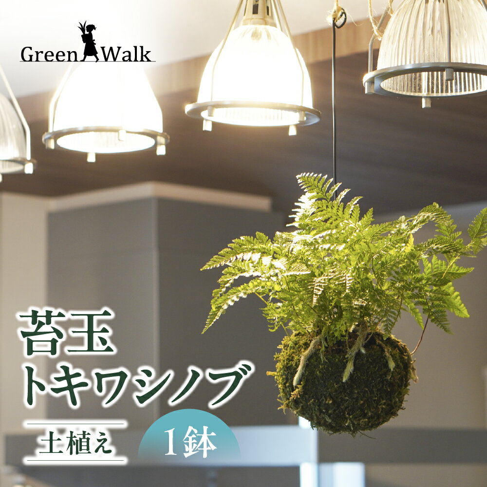 【ふるさと納税】苔玉 吊りシノブ 土植え トキワシノブ こけだま 吊り下げ ハンギング 観葉植物 植物 インテリア グリーン 緑 おしゃれ 可愛い ミニ 小さい 簡単 初心者 初心者向け 送料無料 雑貨 お洒落 セット 愛知県 豊橋市