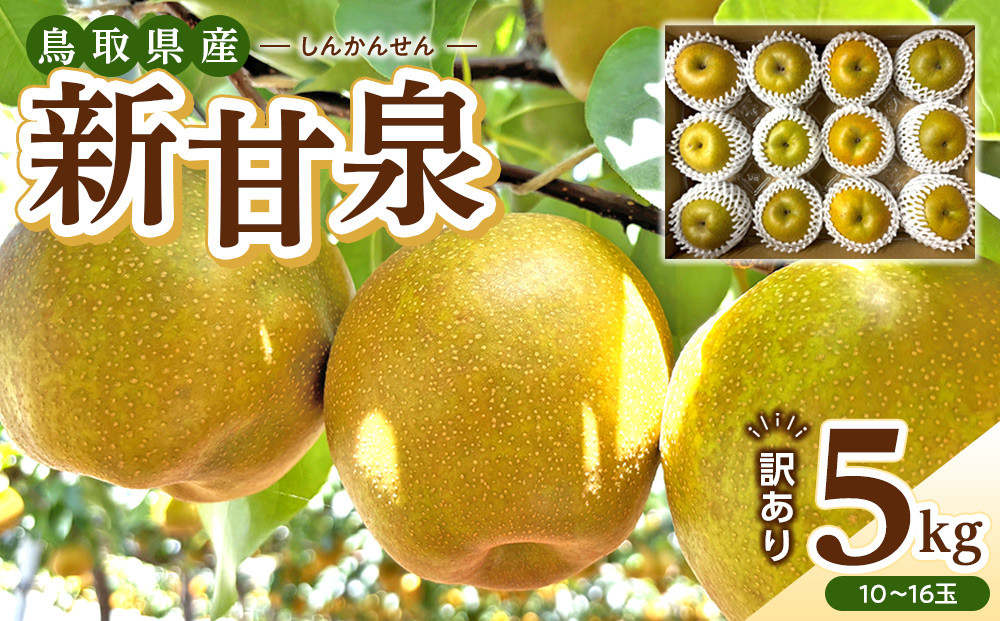 1257.【2026年度発送先行予約】訳あり　新甘泉　5kg 313726_CS003