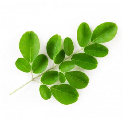 ふるさと納税 南大隅町 佐多岬モリンガパウダー(50g)1袋 |  | 02