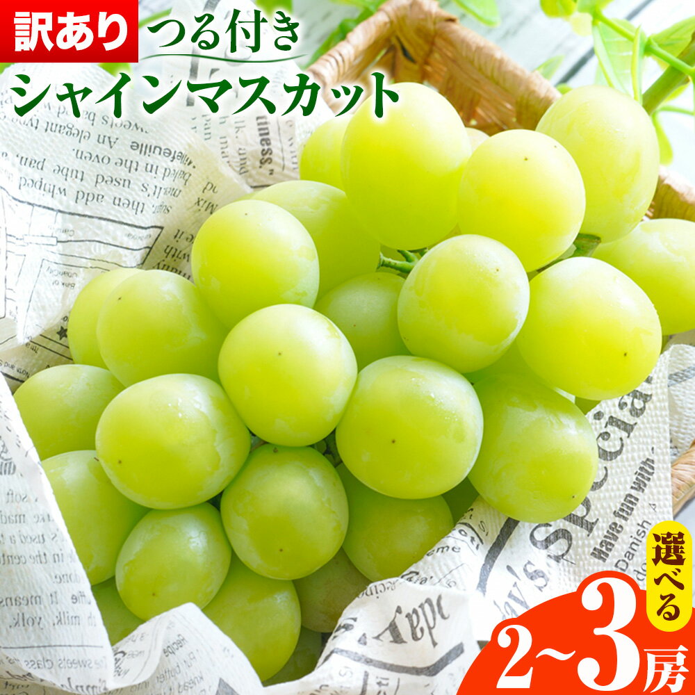 【ふるさと納税】【先行予約】岡山県産 訳あり 選べる つる付き シャインマスカット 2房 (530g以上) 3房 (530g以上) 有限会社ホーティカルチャー神島《9月上旬-10月中旬頃出荷》岡山県 浅口市 マスカット ぶどう 葡萄 果物【配送不可地域あり】