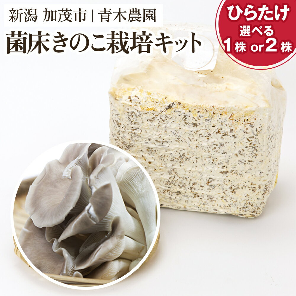 【ふるさと納税】【2025年先行予約】菌床きのこ栽培キット ひらたけ 選べる株数「1株入り」or「2株入り」 《10月上旬から順次発送》 栽培キット 自家栽培 きのこ ひらたけ 栽培 初心者でも簡単 自宅 菌床 加茂市 青木農園