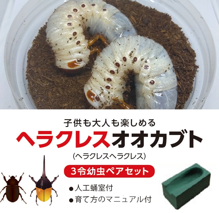 【B76001】ヘラクレスオオカブト（ヘラクレスヘラクレス）カブトムシ　3令幼虫ペア（オスメス）　人工蛹室付