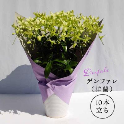 ふるさと納税 糸島市 【10セット限定】デンファレ(洋蘭)10本立ち《糸島》【和饗エコファーム株式会社】[AVI001]