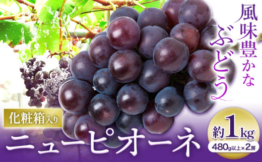 【2026年先行予約】ニューピオーネ 1房480ｇ以上 約1kg 2房 化粧箱入り 株式会社山博(中本青果)《2026年8月下旬-10月上旬頃出荷》岡山県 浅口市 ぶどう フルーツ ギフト 贈答用 旬 果物 国産 岡山県産 送料無料【配送不可地域あり】