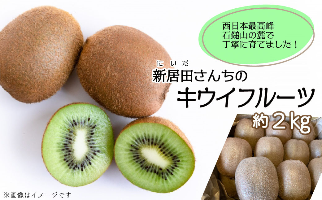 
            【先行予約】 愛媛県西条産  新居田さんちのキウイフルーツ  約2㎏（15～20個入り）　2025年11月中旬～2026年1月発送
          