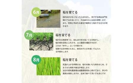 【令和7年産】 あけぼの 5kg 精米 【2026年8月下旬まで発送予定】 5kg×1袋 お米 米 コメ ご飯 ごはん ゴハン 白ご飯 白米 1袋 アミロース