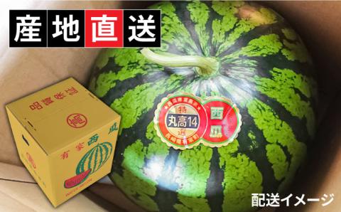 【2026年5月下旬〜発送】【大玉】 スイカ 羅皇 (ラオウ) 1玉 / 果物 フルーツ らおう / 南島原市 / ふるさと企画 [SBA013]