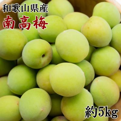 ふるさと納税 日高町 【和歌山名産】南高梅約5kg(サイズ混合)(日高町)