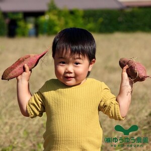 干し芋 紅はるか 600g 山田のややこ -おいものこ- おすすめセット | 干し芋  干し芋 干し芋 干し芋 干し芋