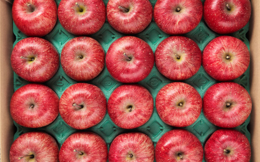 FYN9-385 ご家庭用 山形県産 サンふじりんご 5kg 2025年11月中旬から順次発送 林檎 りんご リンゴ 秋果実 果物 くだもの フルーツ 自宅用 家庭用 産地直送 期間限定 山形県 西川町 月山