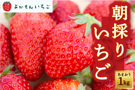 よかもんいちごの朝採りあまおういちご 1kg 2025年1月20日から2025年4月下旬 出荷予定