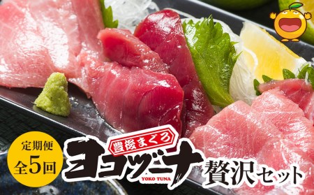 【定期便5回】豊後まぐろヨコヅーナ贅沢セット全5回 赤身250g 中トロ500g 大トロ250g入りの豪華セット 大分県産 九州産 津久見市 国産【tsu0003029】