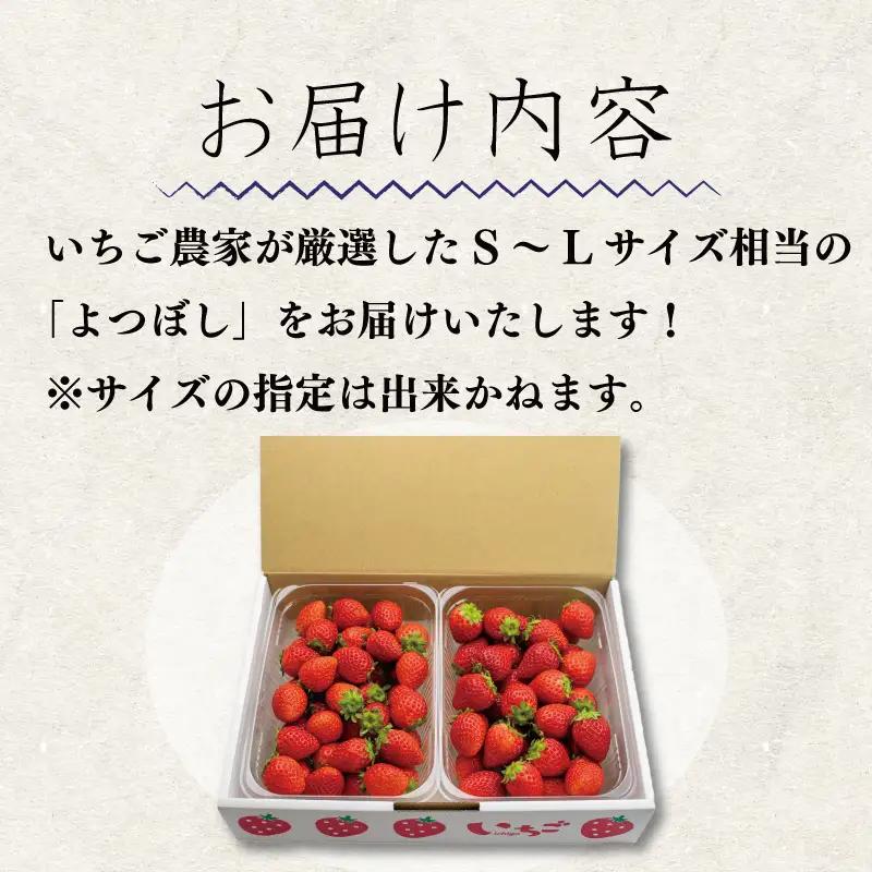訳あり いちご よつぼし 1.7kg 【 いちご 】