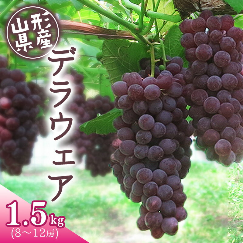 【ふるさと納税】あまーいJAの種無しぶどう「デラウェア」1.5kg （8〜12房） 山形県産 【2025年7月下旬頃～8月中旬頃発送予定】 果物 フルーツ 果実 葡萄 グレープ ブドウ 甘い 糖度 ジューシー 特産 産地直送 新鮮 お取り寄せ ご当地 季節 夏 東北 2025年産 令和7年産