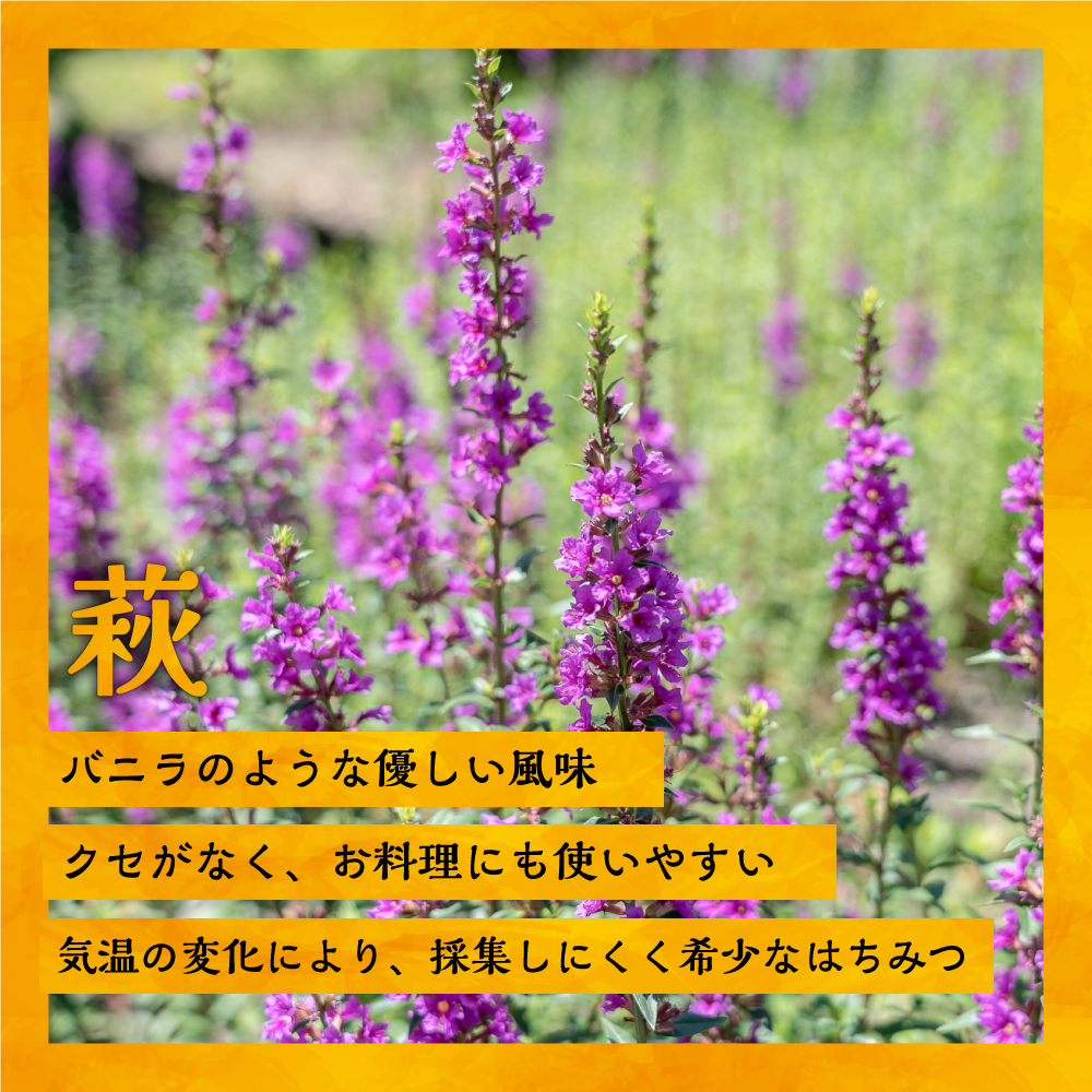 国産純粋完熟はちみつ大瓶セット(アカシア・萩)580g×2本[16-1139]_イメージ3