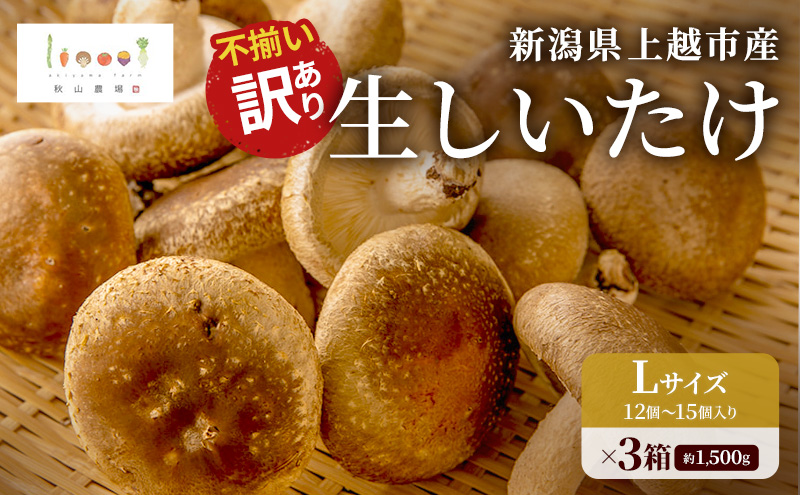 不揃い 訳あり 新潟県上越市産 生しいたけ 椎茸 約500g ×3箱（計1,500g）秋山農場グリーンプロジェクト