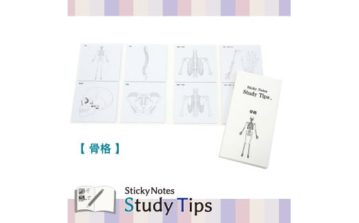 5-5_人体付箋 【Sticky Notes Study Tips】 (スタディチップス) 骨格｜付箋 人体 骨格 からだ ほね 骨 体 病院 医師 医者 医学 学習 付せん 勉強 セット 文具 メモ プレゼント 便利 書き込み 役立 塾 メモ帳 ギフト 子供 子ども 孫 受験 予習 復習 宿題 8種類 ブック型
