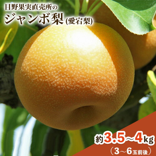【ふるさと納税】愛宕梨 約3.5〜4kg(3〜6玉前後) 梨 秋 旬 なし フルーツ 果物 新鮮 常温便《11月下旬-12月末頃出荷》熊本県 荒尾市産 目野果実直売所 荒尾梨 青果物
