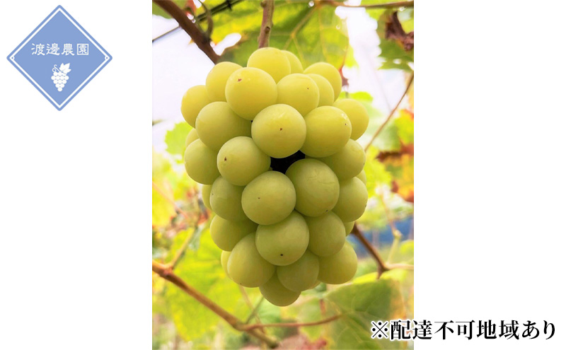 ぶどう 【2026年 先行予約】 シャインマスカット 3～5房 合計約2kg/ 種無し ブドウ 葡萄 岡山県産 国産 フルーツ 果物 渡邊農園