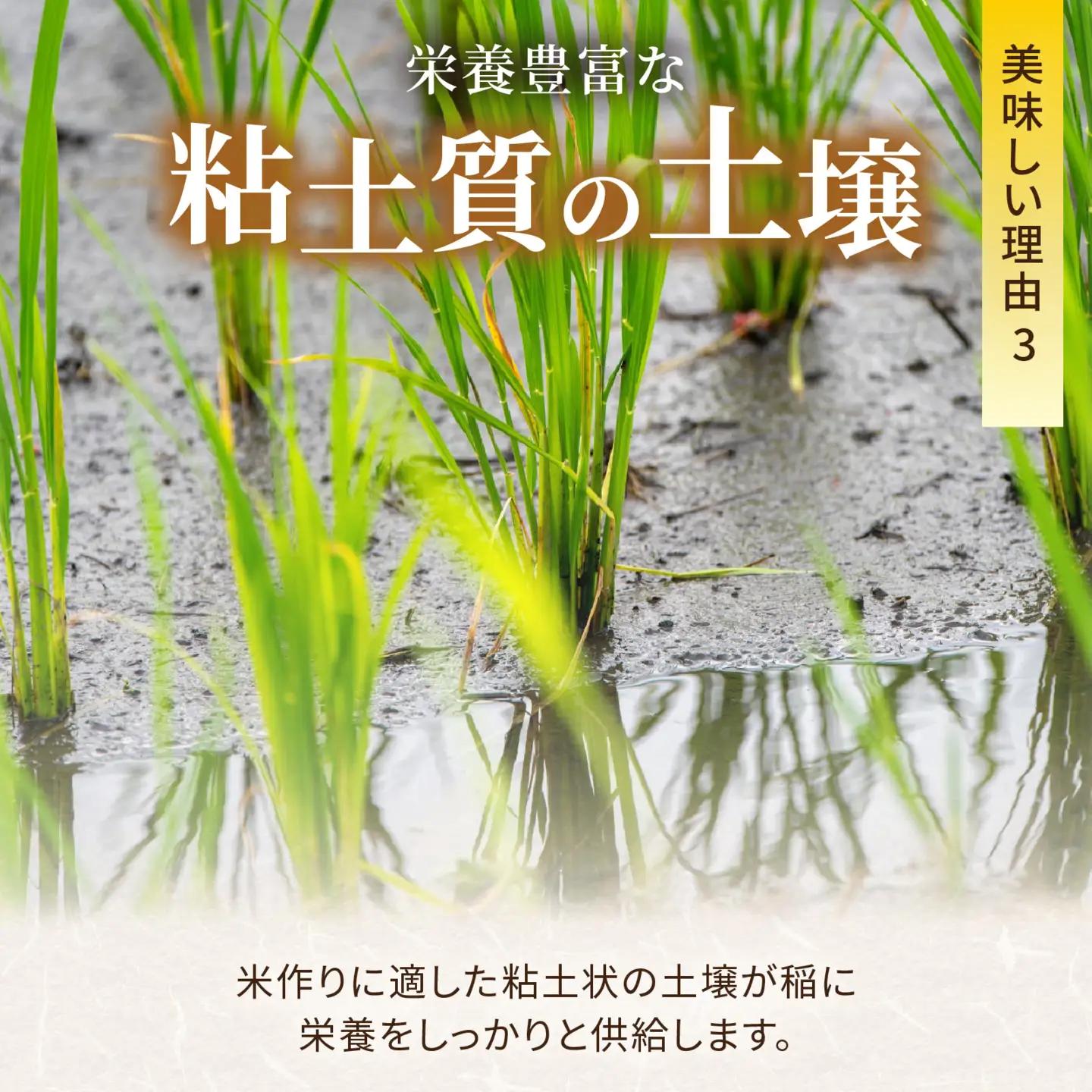 【令和8年産】新米 定期便 9kg×6回 森目のコシヒカリ 新米 K-008005