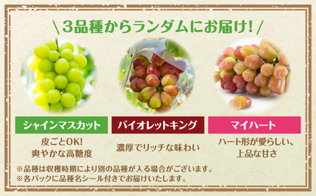 【先行予約】 ぶどう食べ比べパック 約300g×4パック (訳あり粒タイプ) 10月上旬より順次発送 粒パック シャインマスカット バイオレットキング 巨峰 ピオーネ マイハート ゴルビー クイーンニ