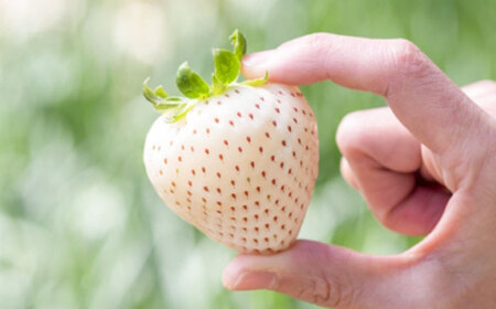 【先行予約】 佐賀県産白いちご 新品種 こころの色 220g×2パック / 佐賀県 / 鐘ヶ江農園[41ASBK003]