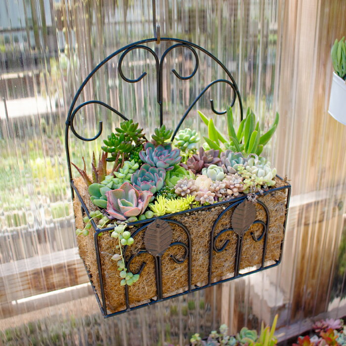 【ふるさと納税】ハンキングプランター 多肉植物 寄せ植え 植物 グリーン よせうえ 季節 おすすめ 約20種 観葉植物 手植え 癒し インテリア ナチュラル かわいい 自然 プレゼント ギフト 贈り物