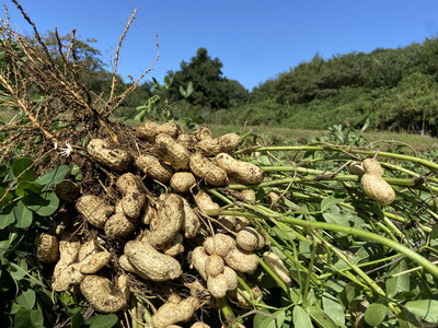 大粒生落花生「おおまさり」3kg｜落花生 大粒 ピーナッツ おつまみ 国産 おやつ 冷蔵 那須 栃木県 那須町〔P-83〕※2025年9月上旬～10月下旬頃に順次発送予定