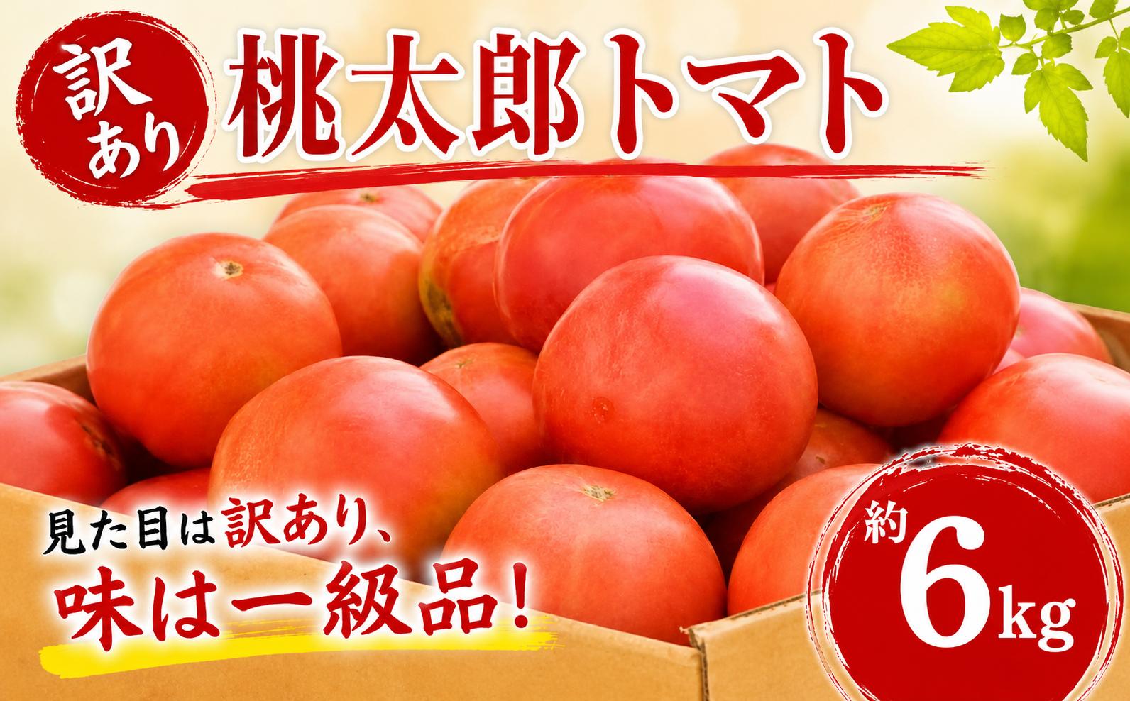 
                  訳あり 桃太郎 トマト 約6kg 【 2027年 先行予約 】 野菜 やさい 果物 とまと tomato 訳アリ 甘い リコピン トマト フルーツ 産地直送 国産 数量限定 期間限定 限定 農家直送 鮮度 新鮮 フレッシュ 土耕栽培 栽培 健康 栄養 ビタミンC お弁当 サラダ 鴨志田農園 神奈川 海老名
                