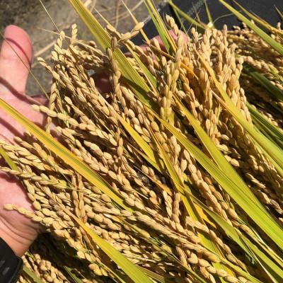 ふるさと納税 魚津市 立山連峰の雪解け水が育む「富山米」(玄米)5kg |  | 01