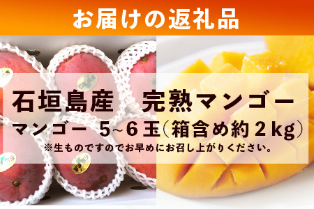 【先行予約】石垣島産 《樹齢30年》マンゴー (アーウィン種) 約2kg(5～6玉) 《6月中旬頃より順次発送》【産地直送 沖縄 石垣 フルーツ マンゴー】TP-2