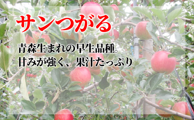 9月発送 家庭用 葉取らず サンつがる 約 5kg【 訳あり 】鶴翔りんごGAP部会 青森県産 津軽産 リンゴ 林檎 つがる 果物類 フルーツ